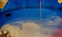 لحظه افتادن شاخ گوزن را برای اولین بار ببینید!