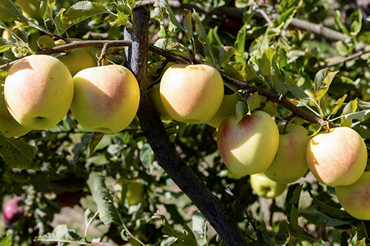 سیب‌چینی پاییزی در مراغه