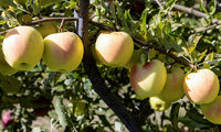 سیب‌چینی پاییزی در مراغه