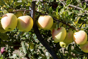 سیب‌چینی پاییزی در مراغه