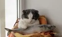 دزدی جالب گربه‌ها از ماهی‌گیر استانبولی!