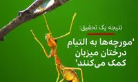 توانایی عجیب مورچه‌ها بلاخره کشف شد