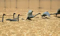 عکس: پرندگان مهاجر در چین