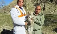 مرگ یک پلنگ ایرانی دیگر در گچساران+عکس