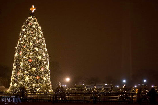 انواع درخت کریسمس در سرتاسر دنیا