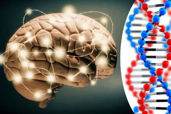 کشف 40 ژن جدید مرتبط با هوش در انسان