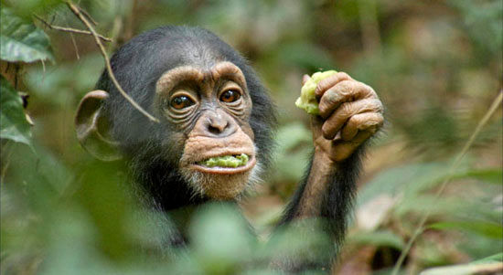 این شامپانزه‌ ها و بونوبوهای احساساتی!