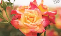 زیباترین رزهای جهان