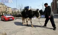 اعتراض گاوی راننده بی ام و! +عکس