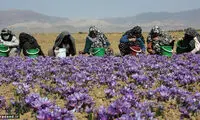 ادویه‌ای که از طلا گران‌تر تمام می‌شود!