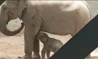 بچه فیل و مادرش در قرنطینه هستند