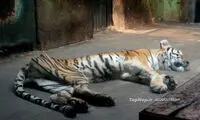 ببری در انتظار مرگ ... +عکس