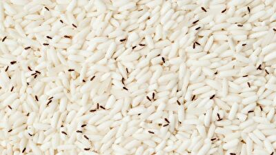 بهترین روش برای خلاصی از شپشک برنج 