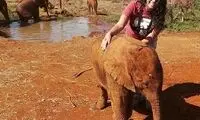 محبت و مادری شترمرغ نسبت به بچه فیل یتیم