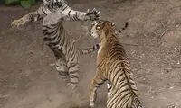 درگیری ببر نر و ماده بر سر قلمرو!