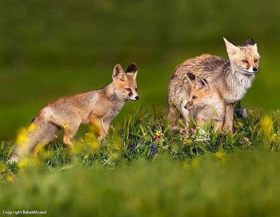 شیطنت بچه روباه‌ها در حیات وحش ایران