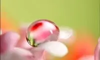 قطرات آب سوار بر قاصدک های بهار + عکس
