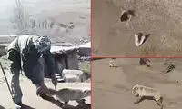 بریدن گوش و دم یک روباه توسط سه حیوان آزار