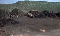 سخت‌کوش ترین جانور دنیا +عکس