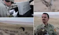 نجات ۵ عقاب از مسمومیت مرغ‌های سروستان