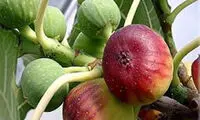 انجیر از نگاه طب سنتی