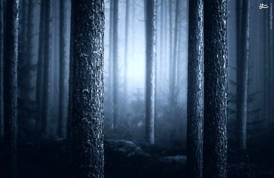 عکس: سکوت و آرامش شب در جنگل