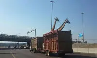 مرگ فجیع یک «زرافه» سوژه شد! +عکس