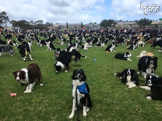 بزرگترین گردهمایی سگ ها‌ی بردر کولی در استرالیا