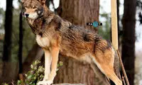 دانستنی‌هایی در مورد گرگ‌ها