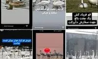 فروش قو‌های مهاجر، جفتی ۲۵ میلیون!