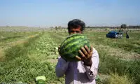 عکس: برداشت هندوانه بهاره در هرمزگان