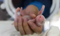 عکس جالب از توله فسقلی پاندای غول‌پیکر!