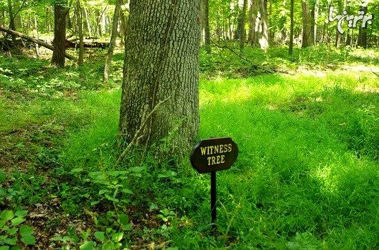درختان شاهد جنگ داخلی آمریکا