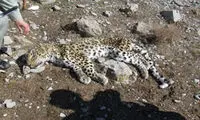 کشف لاشه یک پلنگ در خراسان شمالی