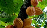 درختان و گیاهان دیدنی از انواع میوه ها