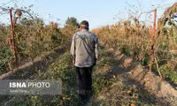 خسارات تگرگ در ۴۷ روستای ارومیه