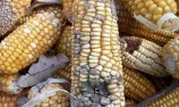 جنجال استفاده از ذرت‌های آلوده برای تولید الکل