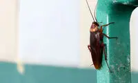 جانوری که کُشتنش غیرممکن است
