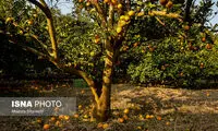 خسارات به باغهای مرکبات مازندران