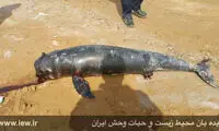 لاشه یک نهنگ در منطقه حفاظت شده حرا