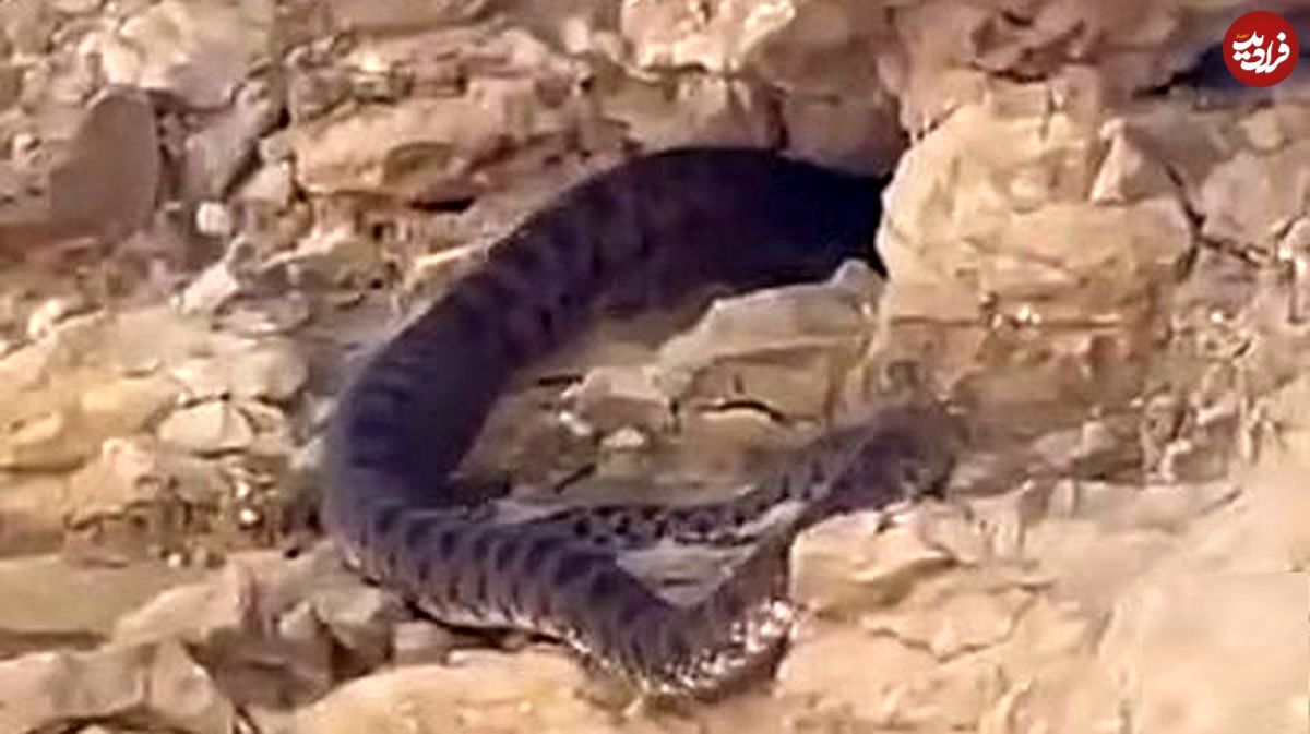 کشف یک مار غول پیکر در کوه های استان فارس