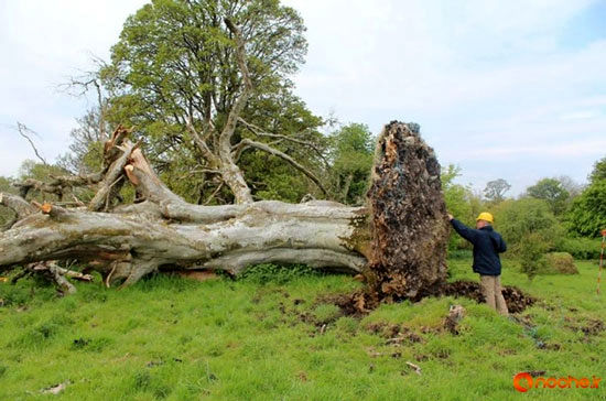 کشف اسکلت هزار ساله در ریشه‌های درخت!