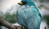 پرندگان خشمگین طبیعت!/ عکس