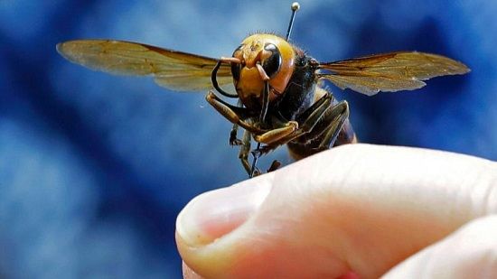 زنبور قاتل آسیایی در کمین زنبور عسل آمریکا