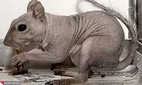 حیوانات کچل و زشت را دیده اید؟!