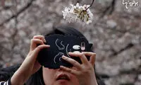 تصاویر زیبا از شکوفه های گیلاس در ژاپن