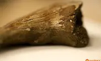 حیات در فسیل 75 میلیون ساله‌ یک دایناسور