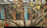 جلوی تخریب خانه «نیما یوشیج» گرفته می‌شود