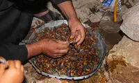 همه چیز درباره جیرجیرک خواری در سیرجان
