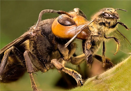 اتحاد دیدنی زنبورهای عسل در حمله +عکس